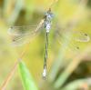 Lestes dryas